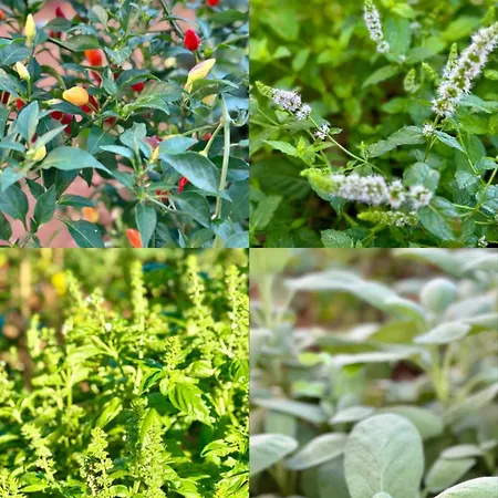 Krizman In A Great Location Rovinj