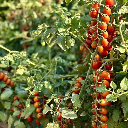 Krizman In A Great Location Rovinj