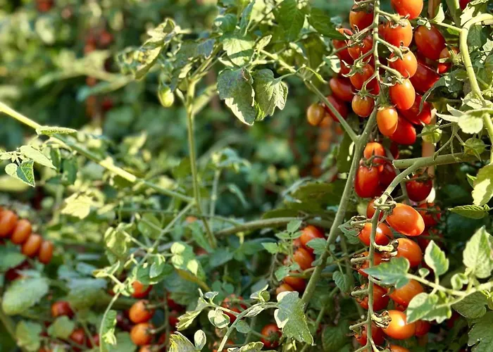 Krizman In A Great Location Rovigno